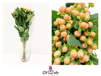 Hypericum Ecu. Mellow Romance 50cm x25 Peach