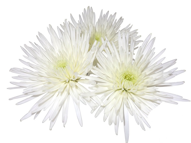 Uniflor Col. Anastasia Blanca