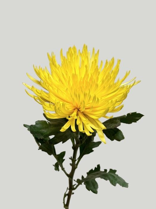 Uniflor Col. Anastasia Amarilla