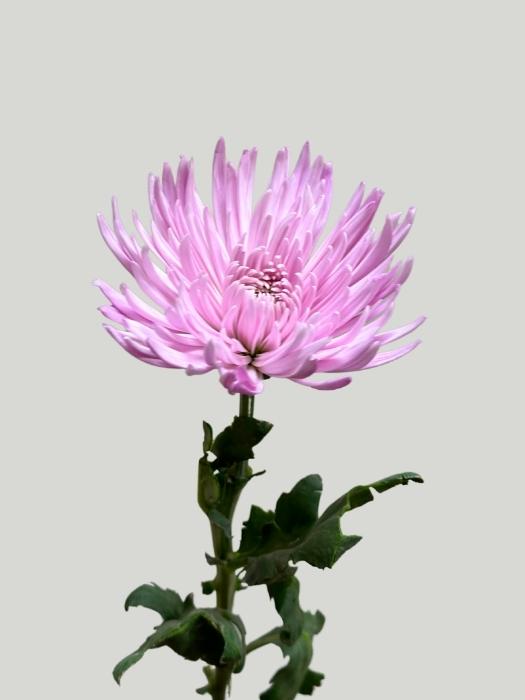 Uniflor Col. Anastasia Rosa