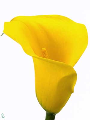 Calla Goldcup 50cm Amarilla