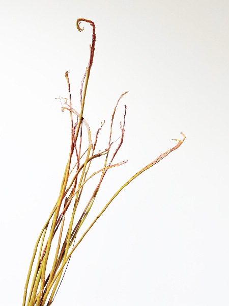 Salix Sekka Bandwilg 110cm
