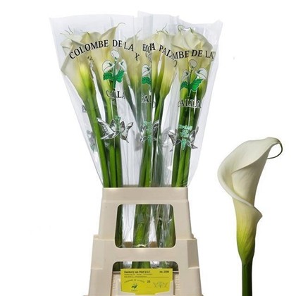 Calla Gr. Hol. Colombe Paix 80cm
