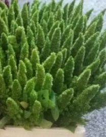 Amaranthus Hol. Recto Verde 55cm
