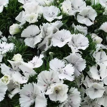 Dianthus Barbatus Italia White 60cm "T50"