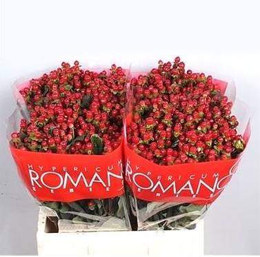 Hypericum Ecu. Red Light Romance 60cm "T25"