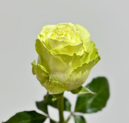 Rosa Ecu. Lemonade 50cm