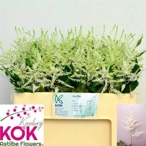 Astilbe Whasingthon 50cmx10 bl.