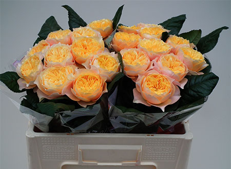 Rosa Hol. Golden Vuvuzela 40cm