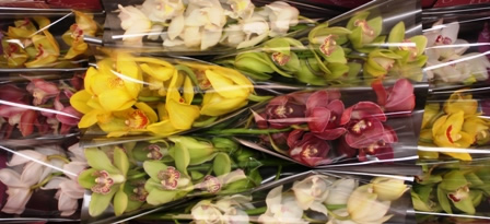 Cymbidium Mixta 50cm