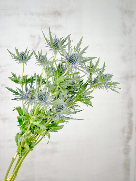 Eryngium Hol. Orion Qstar 40cm