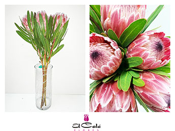 Protea Pink Ice 50cm x5