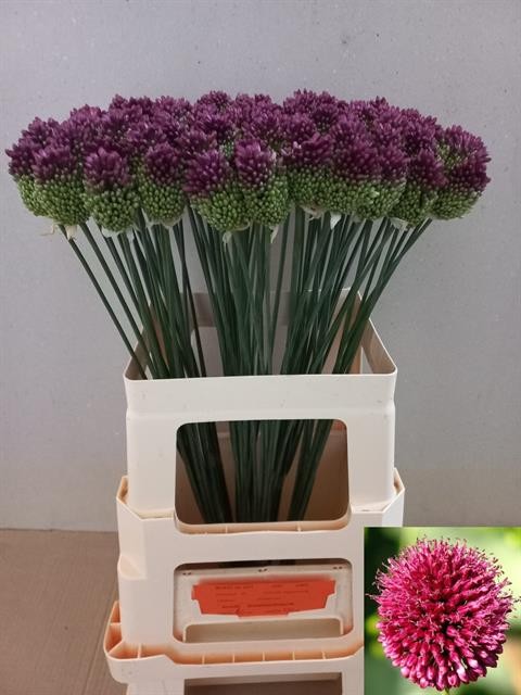 Allium Sphaerocephalon 80cm
