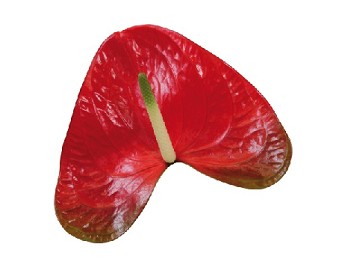 Anthurium Hol. Red Amor 15  "CC10"