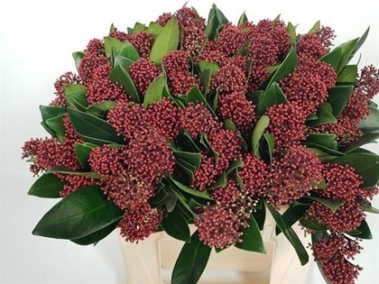 Skimmia Rubella 45cm