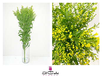 Solidago G. Glory 80cm 40gr x25