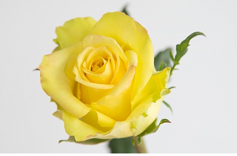 Rosa Ecu. Stardust 80cm