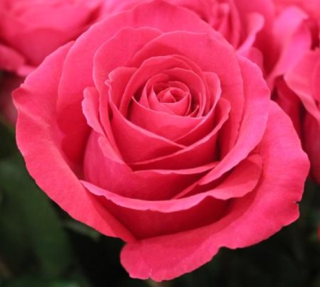 Rosa Ecu. Pink Floyd 80cm