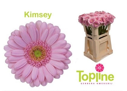 Gerbera Mini Hol. Kimsey x20 Rs