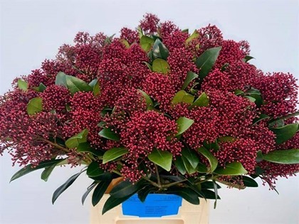 Skimmia Rubella 50cm "Paquete"