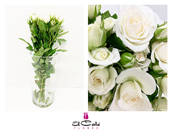 Ramificada Jeanine 40cm Bl