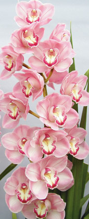 Cymbidium Kiwi Sue  80cm Rosa