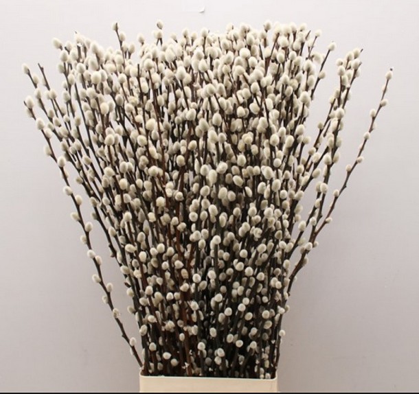 Salix Wilgenkatjes 100cm "Avellana"