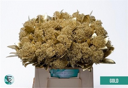 Skimmia Rubella Pintada Oro 45cm "Paquete"