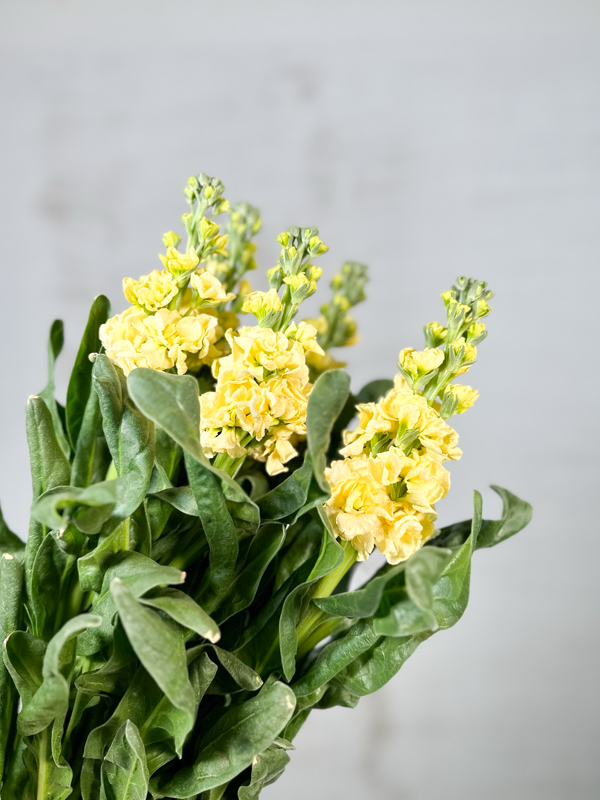 Aleli Nac. Crema 60cm