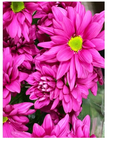 Margarita Nac. Fucsia 65gr