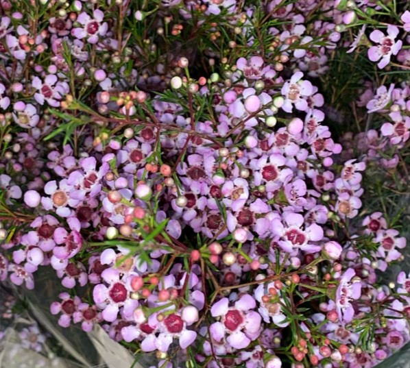 Flor Cera Nac. Rosa Abierta