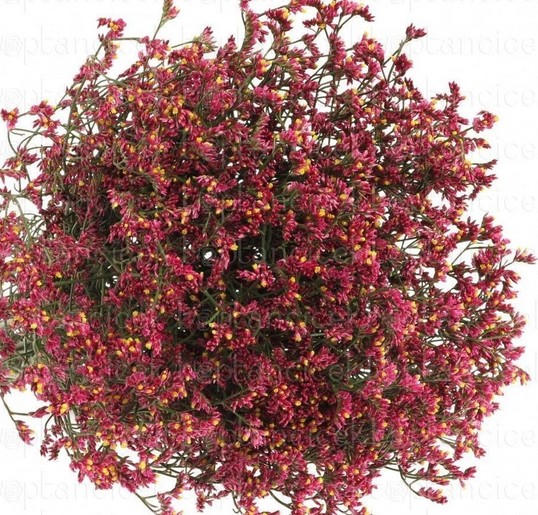 Limonium Hol. Chino Rojo 60cm 20gr "T25"