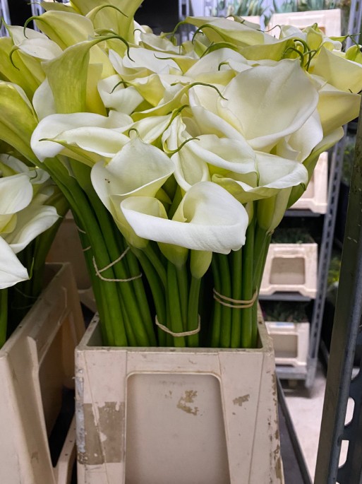 Calla Nacional Blanca 50cm