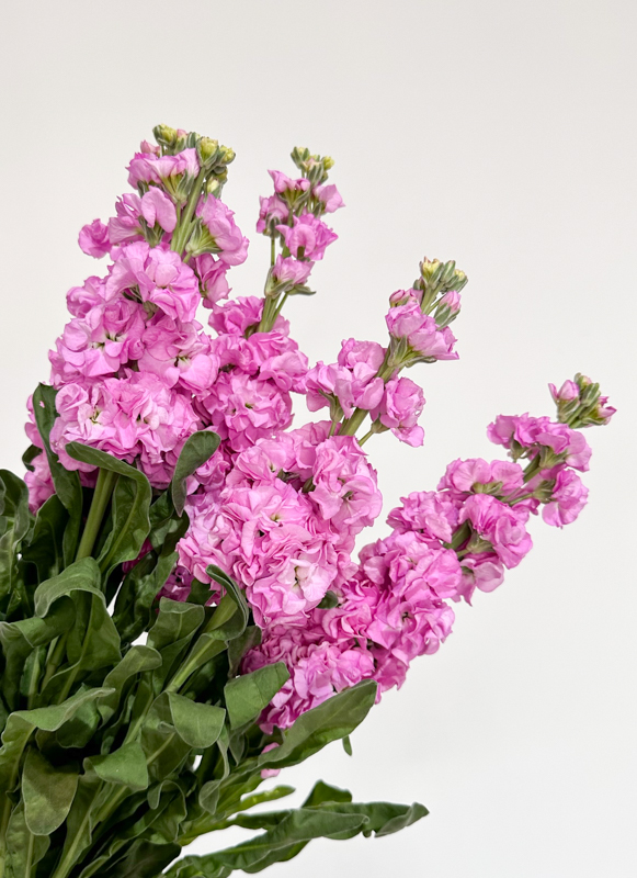 Aleli Nac. Rosa 60cm