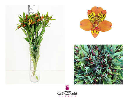 Alstroemeria Nac. Naranja 80cm
