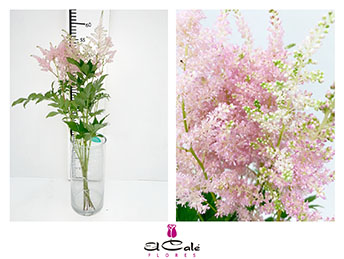 Astilbe Europa 60cm