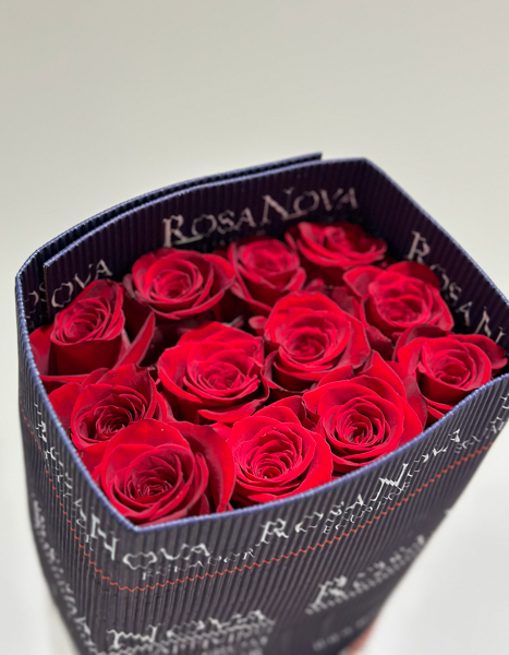 Rosa Ecu. Freedom 70cm "R.NOVA"