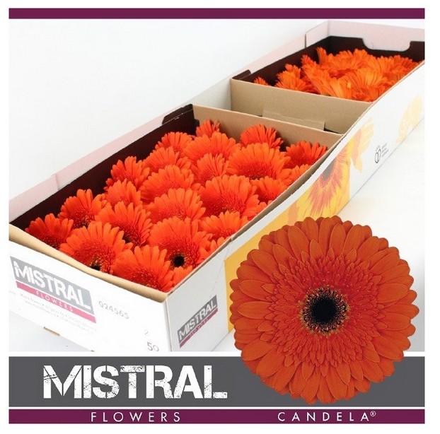 Gerbera Hol. Candela x25 Na