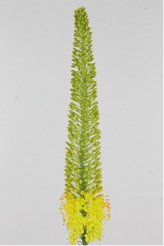 Eremurus Hol. Stenophyllu 70cm Am