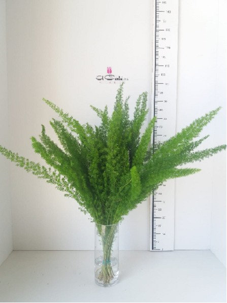 Meyeri 50cm