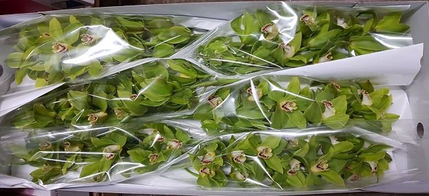 Cymbidium Green Giant 80cm Verde