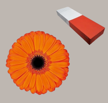 Gerbera Hol. Applause Na. "T25"