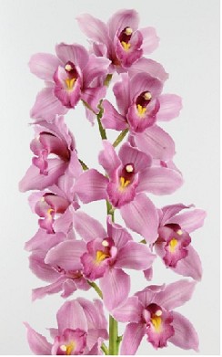 Cymbidium Summer Heat 80cm Morada