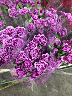 Clavel Mini Bicolor Morado