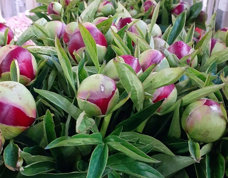 Peonia Red Charm 55cm
