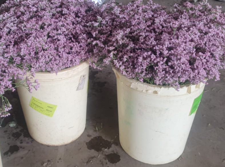 Limonium Nac. Chino Rosa 60cm Paq.