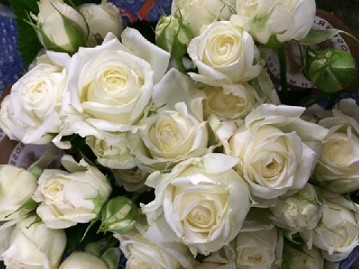 Ramificada White Bubbles 40cm