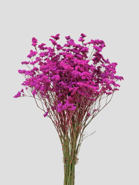 Limonium Nac. Chino Pintado Fucsia 70cm Paq.