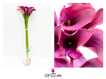 Calla Captain Promise 55cm