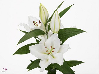 Oriental Hol. Bl. Signum 80cm 2 flores